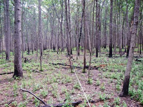 Conserving and restoring oak ecosystems in northwestern Ohio through