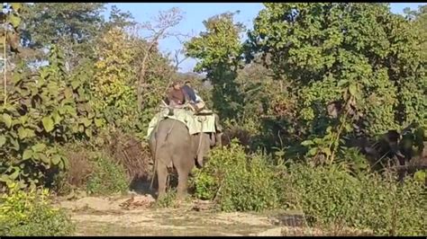 मानव जीवन के लिए खतरा बन चुके बाघ का रेस्क्यू करने के लिए वन विभाग की