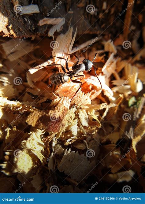 big black ants in house 11