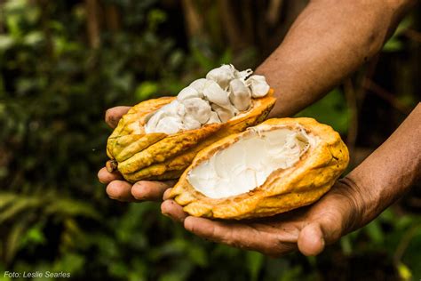 Buenas Noticias Para El Sector Cacaotero Peruano Programa De Las