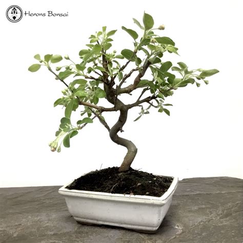 Crab Apple Bonsai Tree Herons Bonsai Nursery In The UK