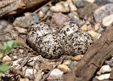 Well camouflaged Killdeer eggs 6480210 Stock Photo at Vecteezy