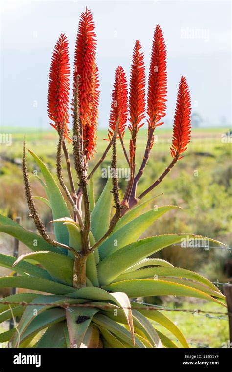 Aloe Arborescens Fotograf As E Im Genes De Alta Resoluci N Alamy