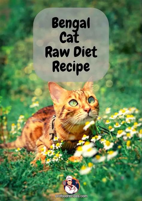 Bengal Cat Raw Diet Recipe