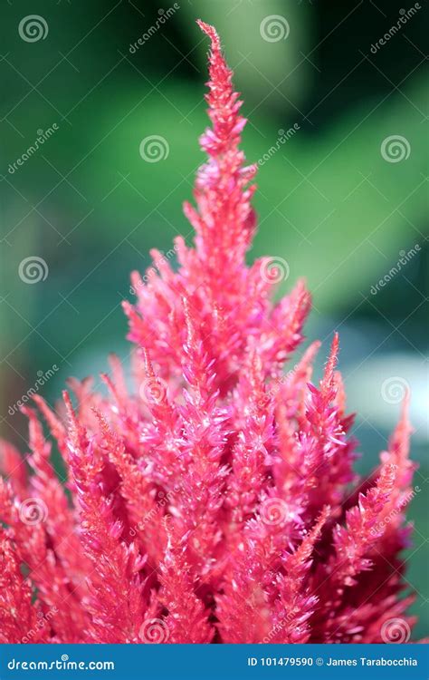 Pampas Plume Celosia Mix Close Up Stock Photo - Image of orange ...