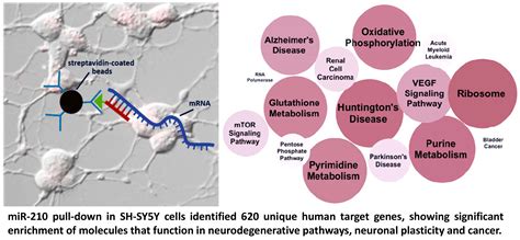 Ncrna Free Full Text Hypoxia Induced Microrna 210 Targets