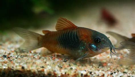 √ Corydoras Adolfoi Breeding | Fischlexikon