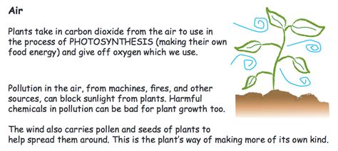 Lesson 4: Plants as Producers - What's going on in Mr. Solarz' Class?