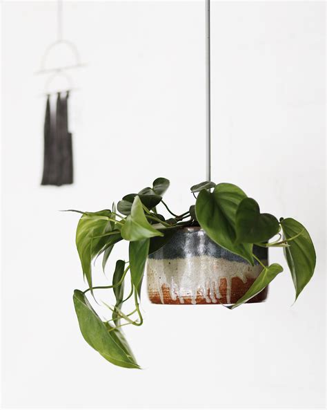 24+ New Top Small Indoor Cascading Plants