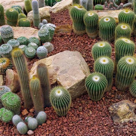 20+ Best Desert Landscape Ideas in 2020 - EatHappyProject