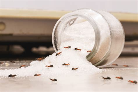 Get rid of sugar ants - Shoreline Environmental Pest Solutions