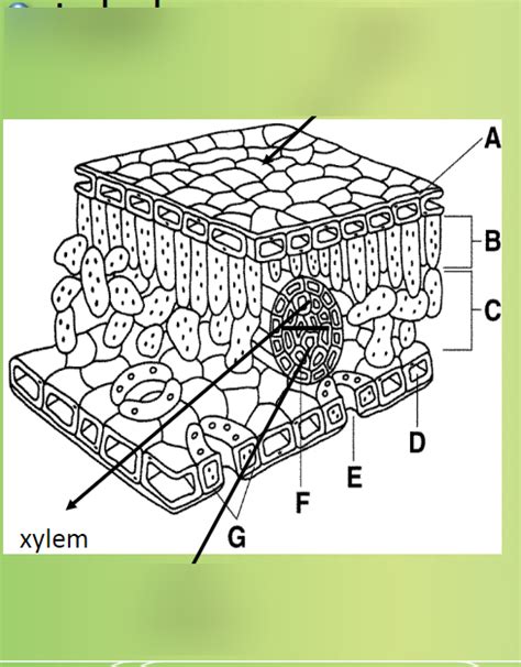 Leaf label Diagram | Quizlet