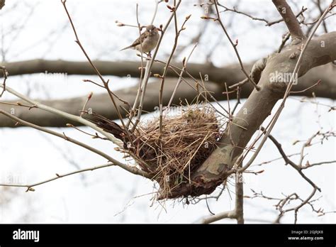 Sparrow bird nest hi-res stock photography and images - Alamy