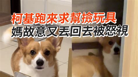 柯基求幫撿玩具🥺被奴才故意亂丟狠怒視xd｜寵物動物｜柯基犬｜狗狗 Youtube