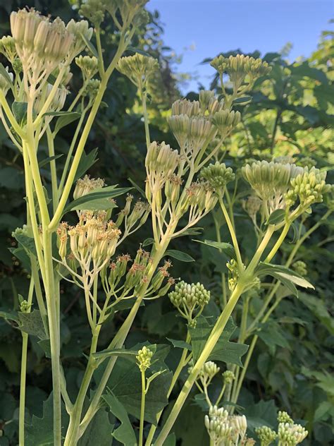 Wisconsin Wildflower | Pale Indian Plantain | Arnoglossum atriplicifolium