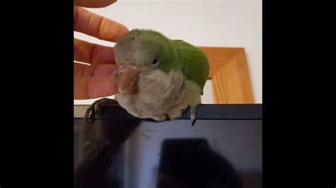 Квакер нежится. - YouTube