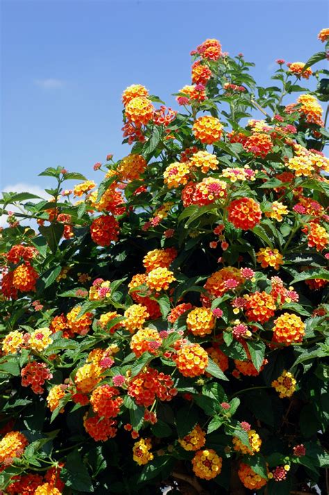 Лантана Фото Уход – Telegraph