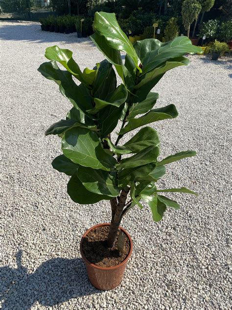 Ficus Lyrata Ramificato Vivaio Roma Garden