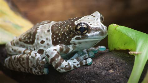 science in a can, Amazon Milk Frog The Amazon Milk Frog...