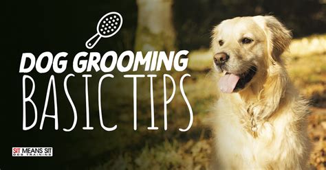 Dog Grooming Basic Tips | Sit Means Sit Dog Training