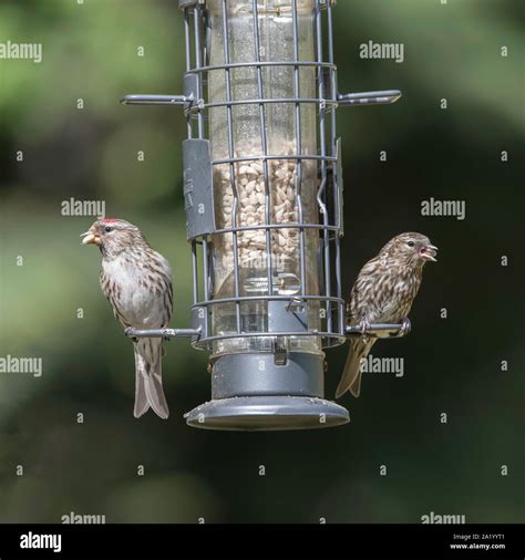 Common Redpoll Female Stock Photo - Alamy