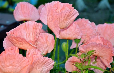 Gratis billeder natur blomst blad kronblad rød botanik lyserød