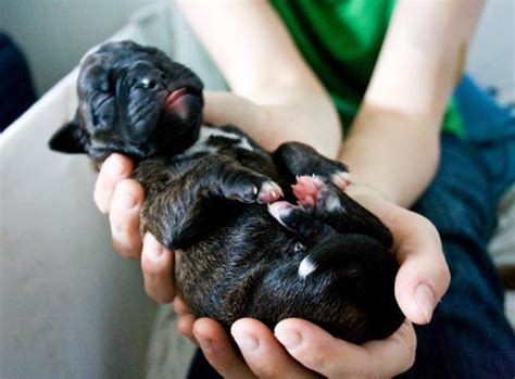 Cuidados para cachorros recém nascidos