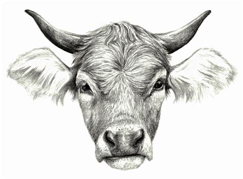 Cow`s Head Isolated on White. Realistic Detailed Pencil Drawing. Stock ...