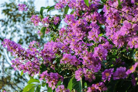 Lagerstroemia flowers, Lagerstroemia speciosa Stock Photo | Adobe Stock