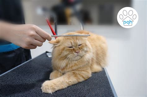 Cat Grooming at Subang | Shah Alam | Puchong | Kuala Lumpur | Petaling Jaya