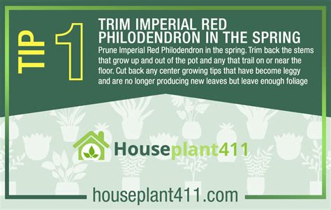 Shape Up Your Imperial Red Pro Pruning Tips For Lusher Philodendron Glory