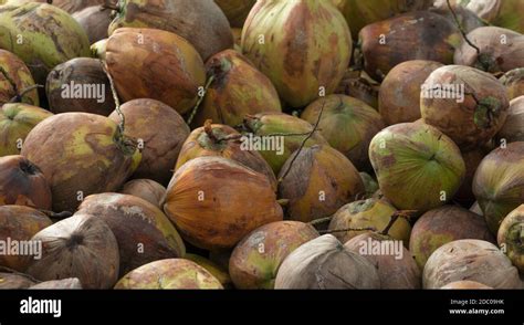 Pile Of Ripe Coconuts From The Harvest Of The Coconut Plantation In