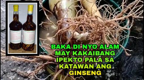 Ginseng Is King Of Herbs Paano Gumawa Ng Herbal Wine Ginseng Youtube