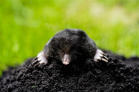 5 Signs of Moles in Your Yard | Mole Prevention and Control