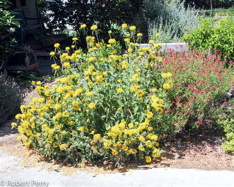Jerusalem Sage Waterwise Garden Planner
