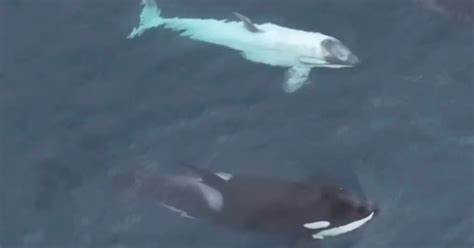 Rare White Killer Whale Calf Frosty Filmed Off California Coast