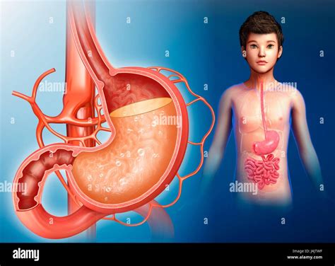 Stomach Acidity Illustration High Resolution Stock Photography And