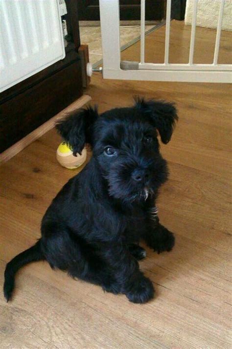 Adorable Black Miniature Schnauzer Puppy