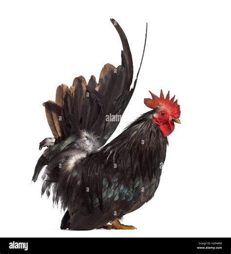 Chabo chicken japanese bantam chicken -Fotos und -Bildmaterial in hoher ...