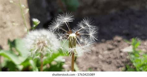 206 Naked Dandelion Images Stock Photos Vectors Shutterstock
