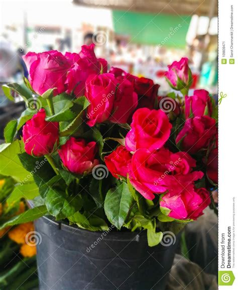 A Bouquet Of Red Roses In The Plastic Pot Stock Image Image Of Bunch