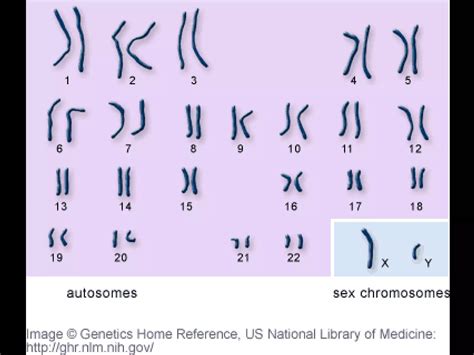 Chapter Heredity Lesson Complete And Incomplete Dominance Multiple Alleles Sex