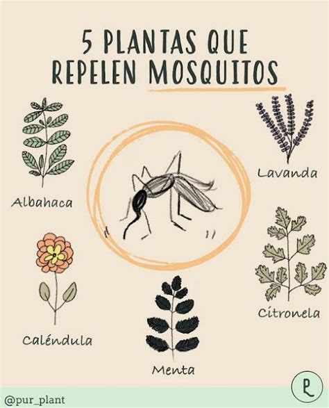 Plantas Que Repelen Mosquitos