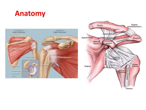 Mri shoulder joint with common pathologies | PPTX