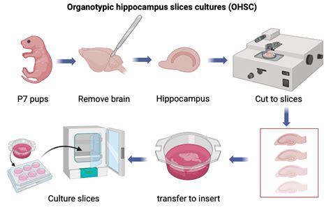 Organotypic Hippocampus Slice Cultures Biorender Science Templates