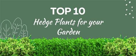 top  hedge plants   garden greenkin