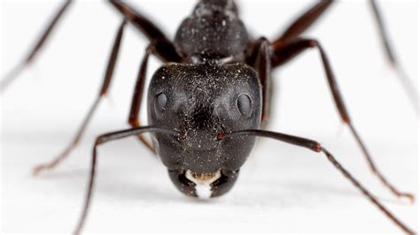 Fourmi Charpentière Carpenter Ant Camponotus Etienne Jubinville