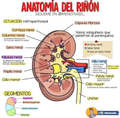 Anatom A Del Ri N Anatomia Y Fisiologia Humana Anatomia Y