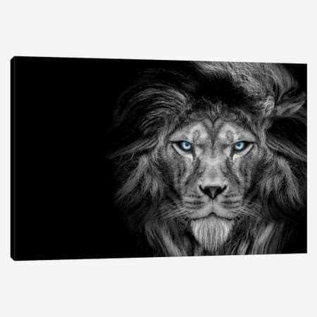 Lion Centered Stare Black And White With - Canvas Art | Adrian Vieriu