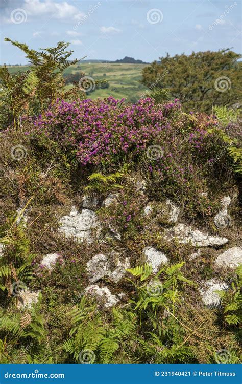 Heather In Flower In Devonshire Countryside Uk Stock Image Image Of